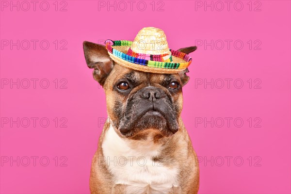 Fawn French Bulldog dog wearing sombrero summer straw hat on pink background