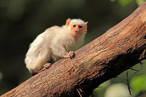 Silvery Marmoset, (Mico argentatus, Syn.: Callithrix argentata), Silvery Marmoset, adult, tree, vigilant, captive, South America