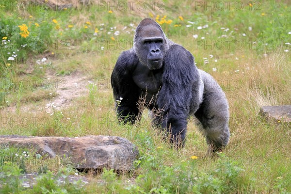 Western gorilla (Gorilla gorilla), adult, male, captive