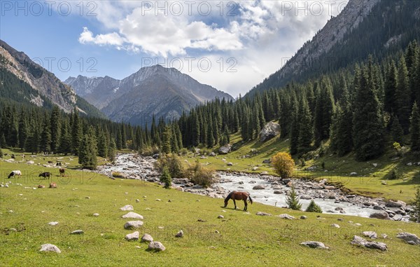 Horse grazing, Green mountain valley with river and steep mountain peaks, Chong Kyzyl Suu Valley, Terskey Ala Too, Tien-Shan Mountains, Kyrgyzstan, Asia