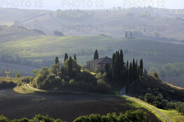 A lonely house surrounded by Cypress trees on a hill in Tuscany in the morning light, Italy, Tuscany, Podere Belvedere, Val d'Orcia, Pienza, Siena Province, Europe