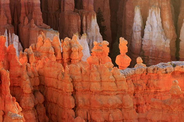 The light of the setting sun emphasises the textures of the eroded hoodoo rocks, Bryce Canyon National Park, North America, USA, South-West, Utah, North America
