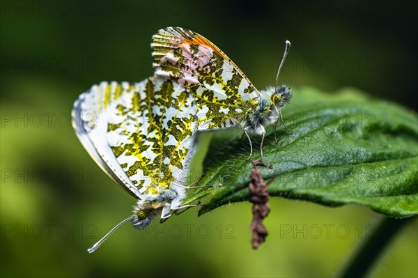 Pair of Orange-tip, Orange Tip, Anthocharis cardamines, butterflies during copulation