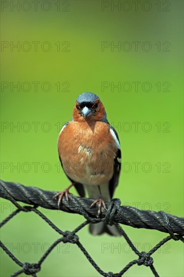 Common chaffinch (Fringilla coelebs)