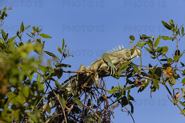 Green iguana (Iguana iguana) Pantanal Brazil