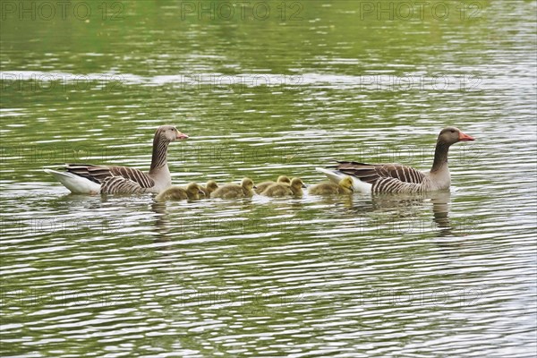 Greylag geese with goslings, spring, Germany, Europe