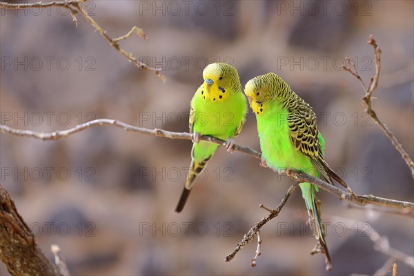 Budgie (Melopsittacus undulatus), adult, natural colours, pair on a twig, social behaviour, captive, occurrence in Australia, Hesse, Germany, Europe
