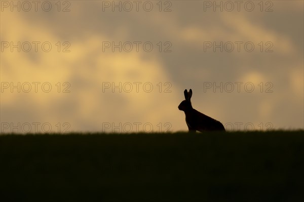 European brown hare (Lepus europaeus) adult animal in a farmland cereal crop at sunset, England, United Kingdom, Europe