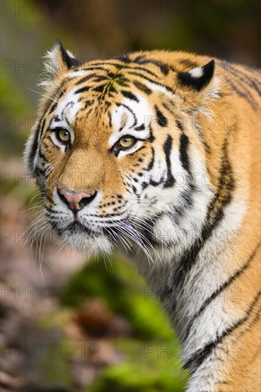 Portrait of a Siberian tiger or Amur tiger (Panthera tigris altaica) in the forest, captive, habitat in Russia