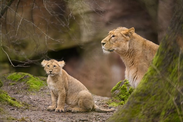 Asiatic lion (Panthera leo persica) lioness with her cub, captive, habitat in India