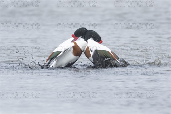 Common shelduck (Tadorna tadorna) two adult birds fighting on a lagoon, England, United Kingdom, Europe