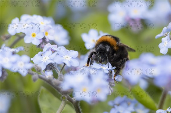 Buff tailed bumble bee (Bombus terrestris) adult feeding on Forget-me-not flowers, England, United Kingdom, Europe