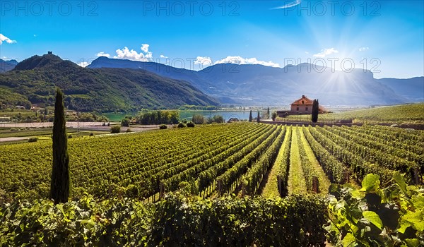 Lake Kaltern (Lago di Caldaro) amidst sunny vineyards with green vines against a picturesque mountain backdrop and blue skies in Kaltern am See South Tyrol Europe