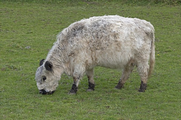 Galloway cattle, Geltinger Birch, Goldhoeft, Nieby, Schlei, Schleswig-Holstein, Germany, Europe