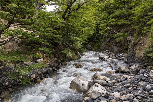 Meltwater stream, Base of Torres del Paine Hike, Torres de Paine, Magallanes and Chilean Antarctica, Chile, South America