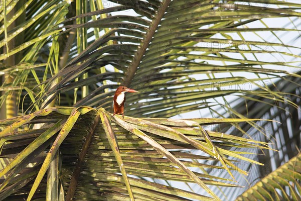 White-throated kingfisher (Halcyon smyrnensis) or Common kingfisher on a Palm tree, Backwaters, Kumarakom, Kerala, India, Asia