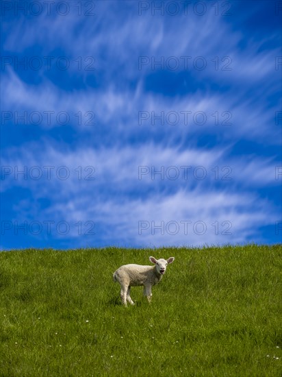 A lamb on the dyke on the natural beach at Hilgenriedersiel on the North Sea coast, Hilgenriedersiel, East Frisia, Lower Saxony, Germany, Europe