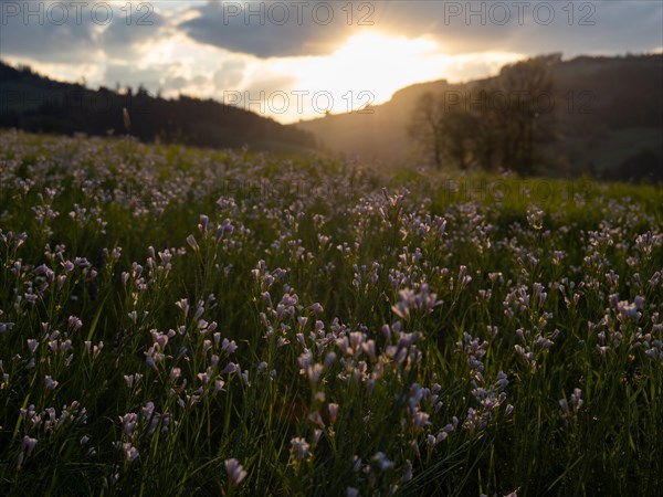 Meadowfoam (Cardamine pratense), Leoben, Styria, Austria, Europe