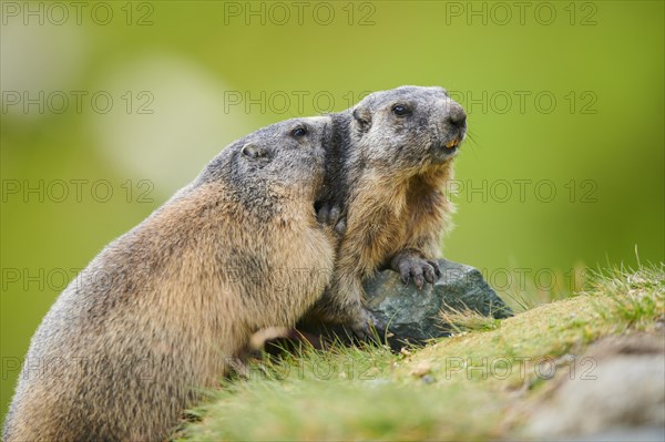 Alpine marmots (Marmota marmota) on a rock in summer, Grossglockner, High Tauern National Park, Austria, Europe