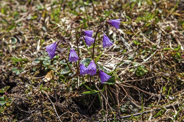 Common Snowbell (Soldanella alpina), Dietersbachtal, near Oberstdorf, Allgaeu Alps, Oberallgaeu, Allgaeu, Bavaria, Germany, Europe