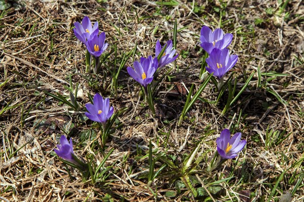 Spring Crocus (Crocus vernus), Dietersbachtal, near Oberstdorf, Allgaeu Alps, Oberallgaeu, Allgaeu, Bavaria, Germany, Europe