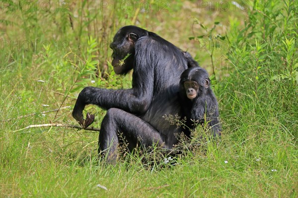 Bonobo, bonobo (Pan Paniscus), female, adult, young animal, feeding, Great ape, Primate, chimpanzee, captive