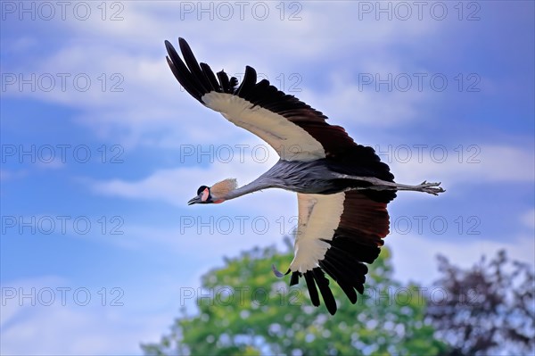 Gray crowned-crane (Balearica regulorum), adult, flying, captive