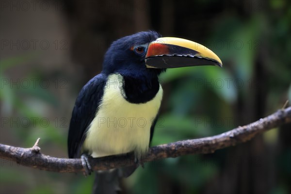 Green aracari (Pteroglossus viridis), adult, on tree, captive, South America