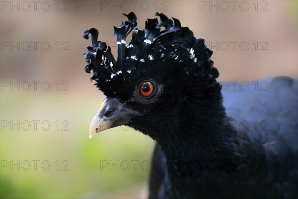 Red-billed curassow (Crax blumenbachii), adult, female, portrait, captive, Brazil, South America