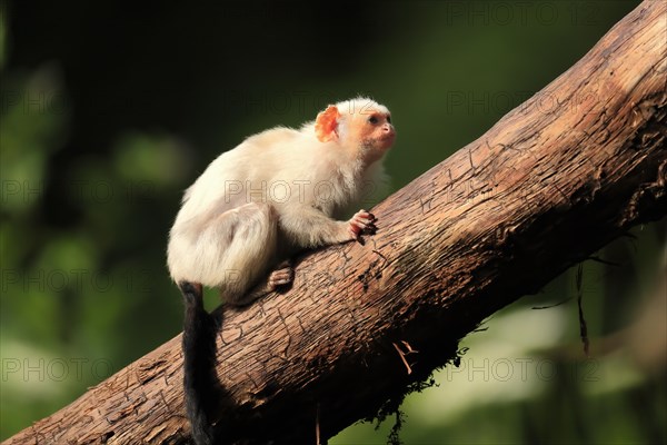 Silvery Marmoset, (Mico argentatus, Syn.: Callithrix argentata), Silvery Marmoset, adult, tree, vigilant, captive, South America