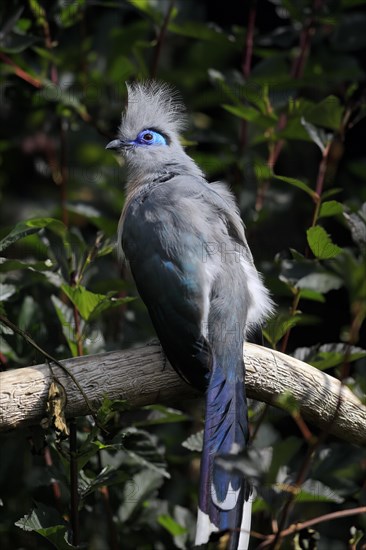 Crested coua (Coua cristata), Crested coua, adult, perch, captive, Madagascar, Africa