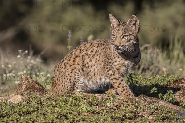 Pardell Lynx female, Iberian Lynx (Lynx pardinus), Extremadura, Castilla La Mancha, Spain, Europe