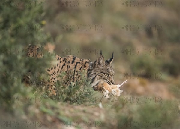 Pardell Lynx female, Iberian Lynx (Lynx pardinus), Extremadura, Castilla La Mancha, Spain, Europe