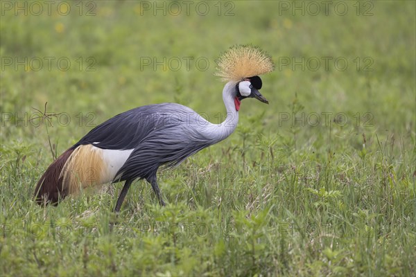 Crowned crane (Balearica regulorum), Ngorongoro Crater, Tanzania, Africa