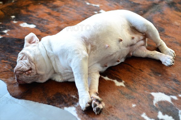 Pretty white english bulldog sleeping on carpet