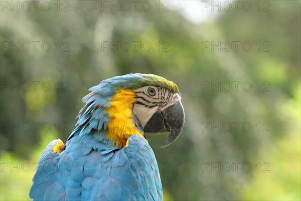 Blue and yellow macaw (Ara ararauna), animal portrait, captive, occurrence South America, Hesse, Germany, Europe