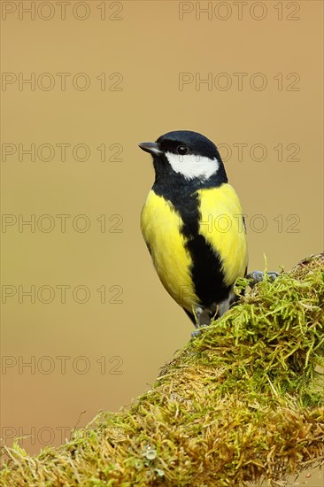 Great tit (Parus major) sitting on dead wood overgrown with moss, frontal view, North Rhine-Westphalia, Germany, Europe