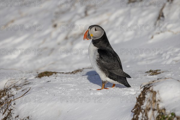 Puffin (Fratercula arctica), in the snow, Hornoya, Hornoya, Varangerfjord, Finmark, Northern Norway