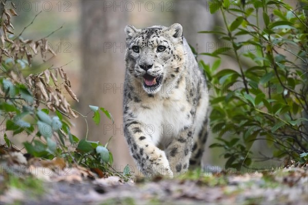 Snow leopard (Panthera uncia) sneaking through the forest, captive, habitat in Asia