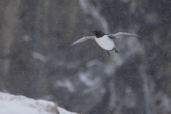 Common guillemot (Uria aalgae), flight, in the snow, Hornoya, Hornoya, Varangerfjord, Finmark, Northern Norway