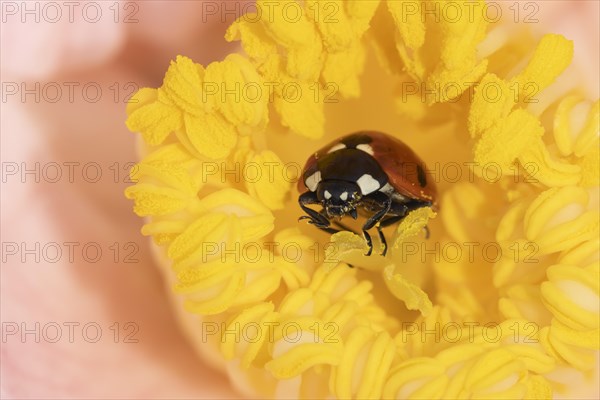 Seven-spot ladybird (Coccinella septempunctata) adult on a garden Camellia flower, England, United Kingdom, Europe