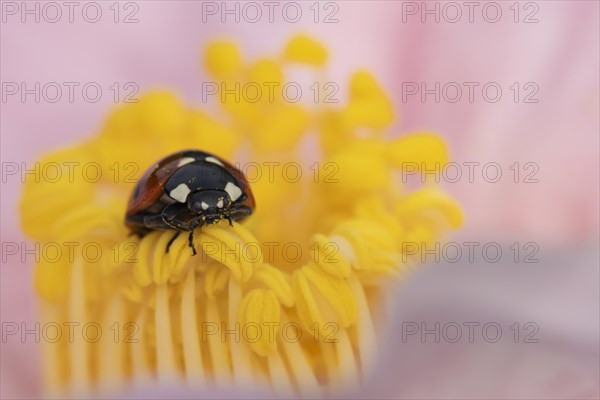 Seven-spot ladybird (Coccinella septempunctata) adult on a garden Camellia flower, England, United Kingdom, Europe