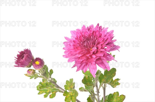 Pink chrysanthemum on a white background