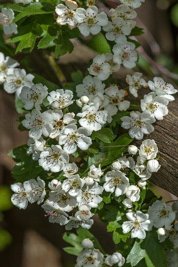 Flowering Hawthorn (Crataegus), Bavaria, Germany, Europe