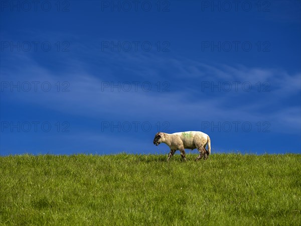 A lamb on the dyke on the natural beach at Hilgenriedersiel on the North Sea coast, Hilgenriedersiel, East Frisia, Lower Saxony, Germany, Europe