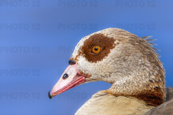 Egyptian geese (Alopochen aegyptiaca), head, portrait, on the banks of the Main, Offenbach am Main, Hesse, Germany, Europe