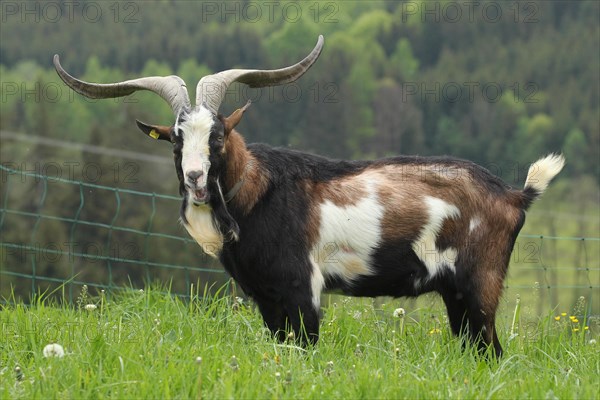 Domestic goat (Capra aegagrus hircus) 3, 5 year old buck, highly endangered species, Allgaeu, Bavaria, Germany, Europe