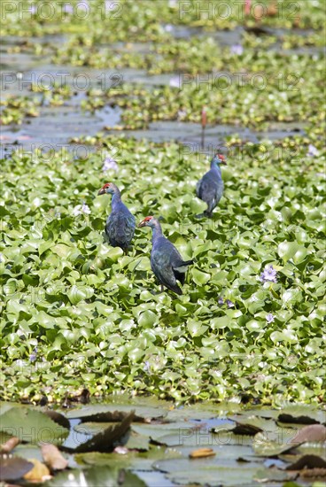 Grey-headed swamphens (Porphyrio porphyrio) on water hyacinths, Backwaters, Kumarakom, Kerala, India, Asia