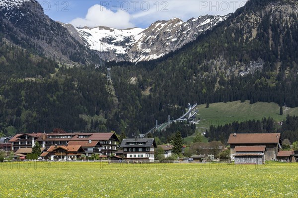 Common dandelion (Taraxacum), flowering dandelion field, behind ski jumping arena ORLEN Arena Oberstdorf, Allgaeu Alps, Oberallgaeu, Allgaeu, Bavaria, Germany, Europe