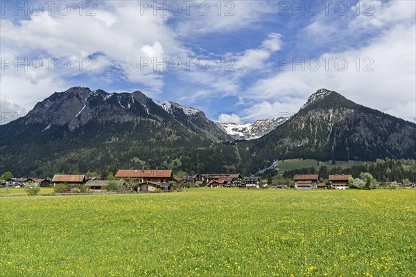 Common dandelion (Taraxacum), flowering dandelion field, Rubihorn and Gaisalphorn on the left, Schattenberg on the right, Oberstdorf, Allgaeu Alps, Oberallgaeu, Allgaeu, Bavaria, Germany, Europe